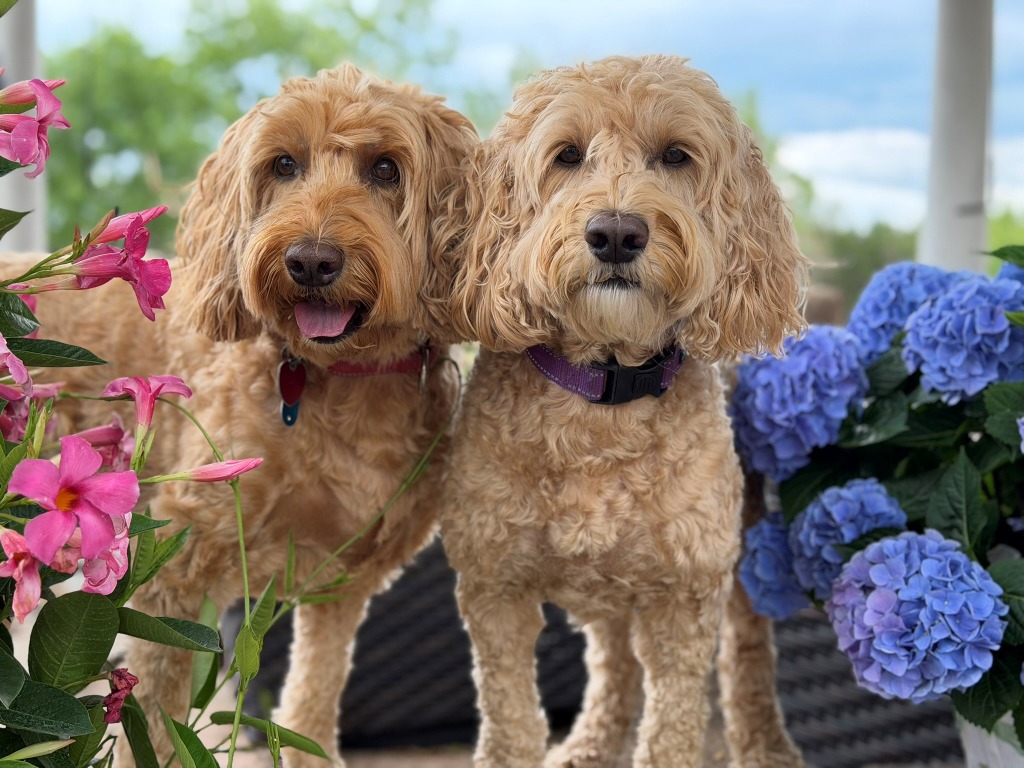 Bella & Gracie - Wellness Enablers